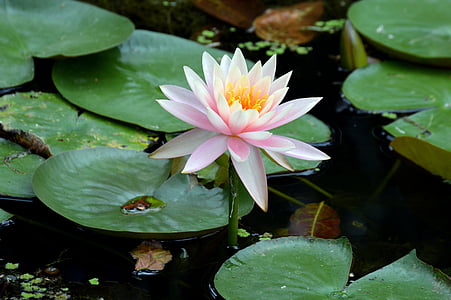 waterlily, flower, green, nature, lotus, lily, aquatic