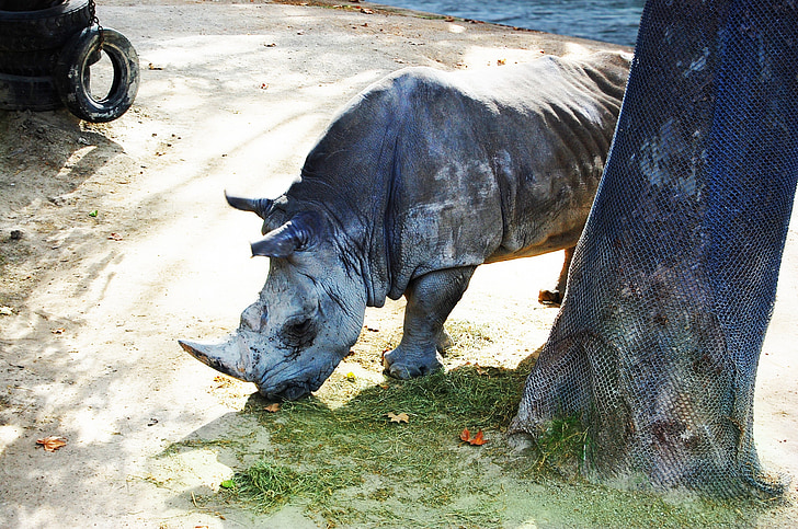 Rhino, zvíře, Afrika, Safari