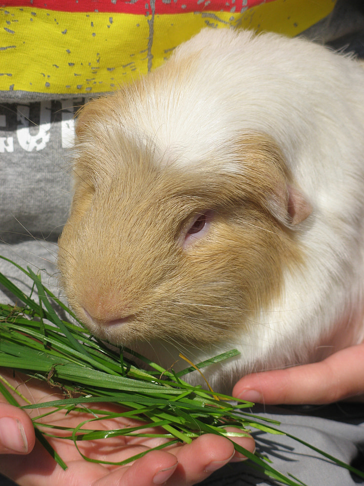 guinea pig, feed, rodent
