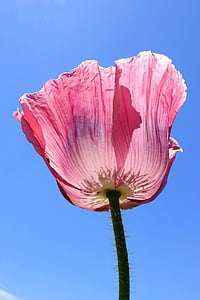 bunga opium, merah muda, bunga, Blossom, mekar, Tutup, poppy merah muda