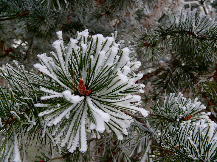 musim dingin, salju, pohon, Natal, Baru, tahun, cabang