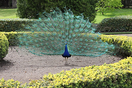 Peacock, blauw, vogel, veer, groen, natuur, kleurrijke