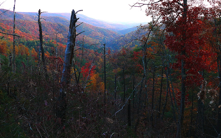 skogen, träd, faller, hösten, säsonger, dalen, Vacker