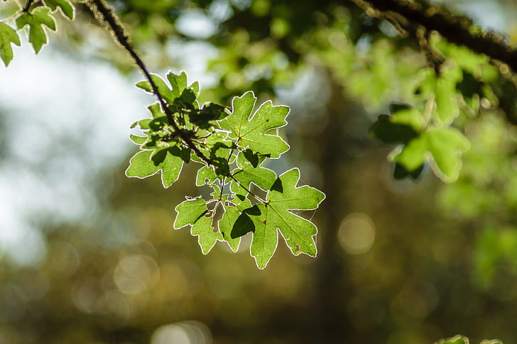 Acer campestre, Javor, Javor babyka, Příroda, světlé, podzim, listy