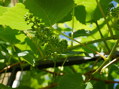 leaf, grapes, green, fruit, branch, natural, nature