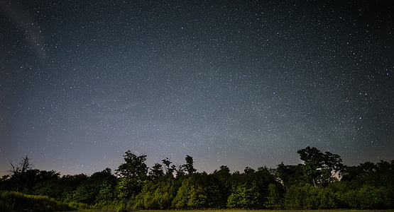 alto, alberi, stellato, cielo, Foto notturne, stelle, notte