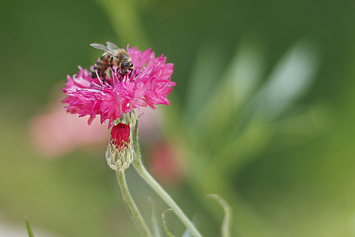 bee, spring, flower, pink flower