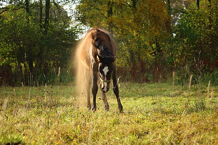Koń, źrebię, pył, pastwiska, jesień, toczenia, brązowy