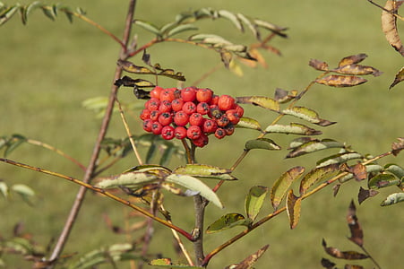 ash, berries, plant, tree, branch, leaves, red