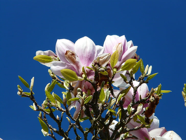 Tulip magnolia, træ, Bush, Magnolia, magnoliengewaechs, Magnoliaceae, Blossom