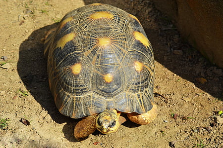 žuta-footed tortoise, južnoamerički, geochelone denticulata, gmaz, tvrdo ljuska, kiša šuma, kornjača
