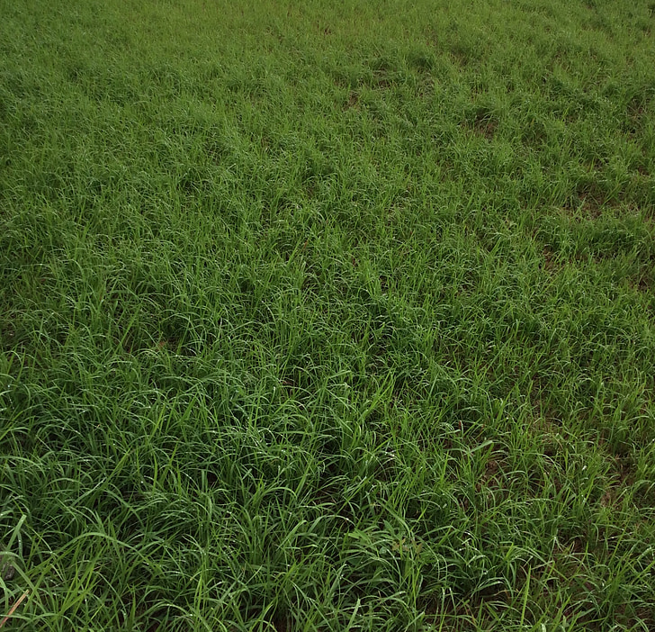 grass, green, texture, nature, meadow, lawn, outdoors