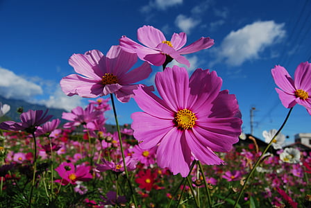 Cosmos, puķe, Violeta, ziedi, rozā krāsa, Flower head, daba