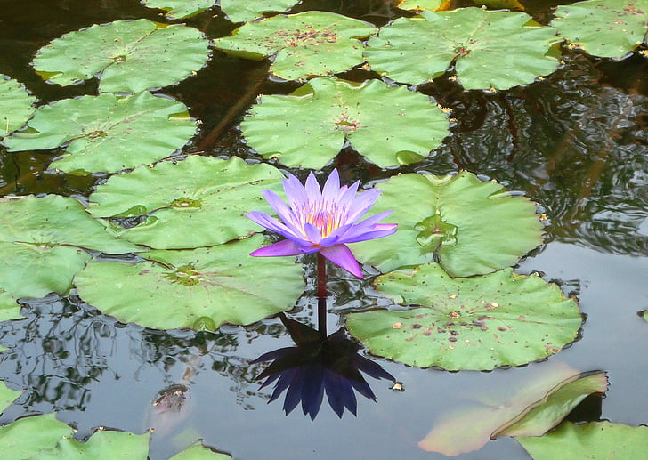 flower, nature, lake, pond, water Lily, lotus Water Lily, plant