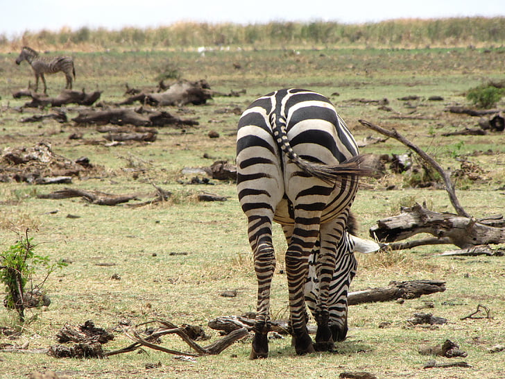 zebres, cul, esquena, Tanzània