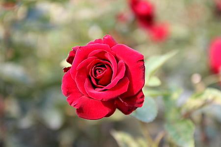 raudona rožė, Rožė, gėlė, raudona, žiedų, Žiedlapis, augalų