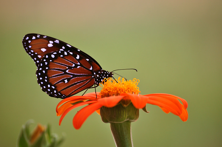 Метелик монарх, Метелик, Соняшник, помаранчевий, комахи, мирний, Природа
