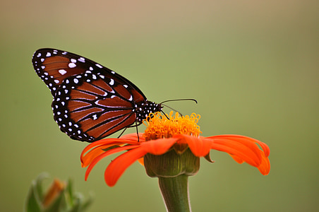 monarch butterfly, butterfly, sunflower, orange, insects, peaceful, nature