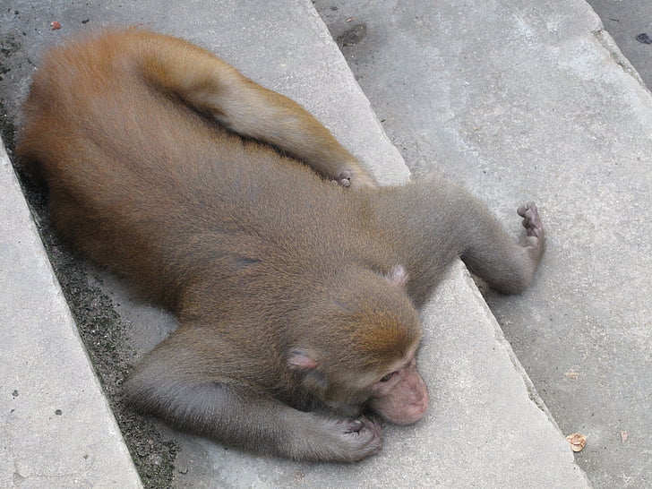 monkey, macaque, afraid, animal, fauna, primates, stairs
