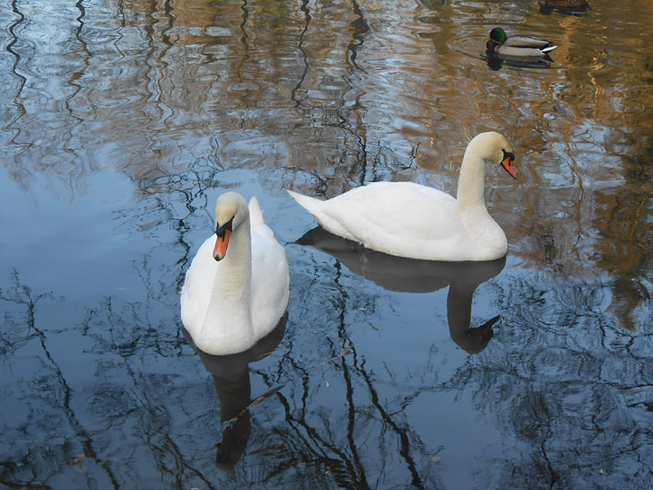 Swan, svanar, vatten fågel