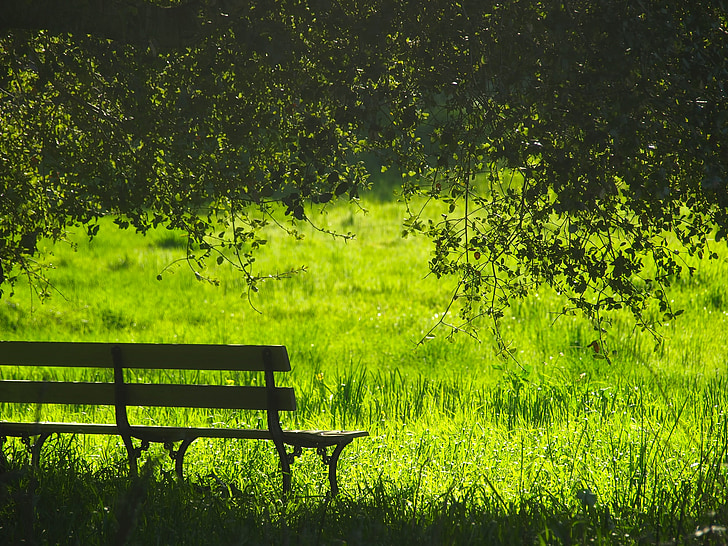 bench, landscape, park, field, meadow, summer, spring