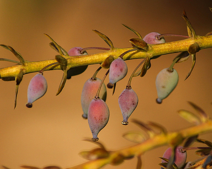 hrozna Oregon holly, Mahonia aquifolium, nezrelé bobule, Evergreen, zimné ovocie, pichľavé, dráč