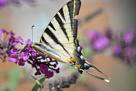 papillon, tigerprint, bug, animal, Parc de papillon, nature, faune