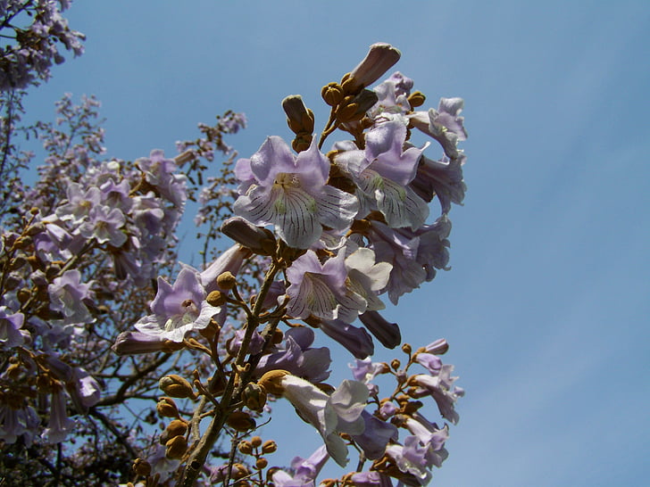 Kaisar berbunga pohon, bunga ungu pucat, musim semi