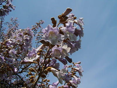 arbre en fleurs empereur, fleur lila pâle, printemps