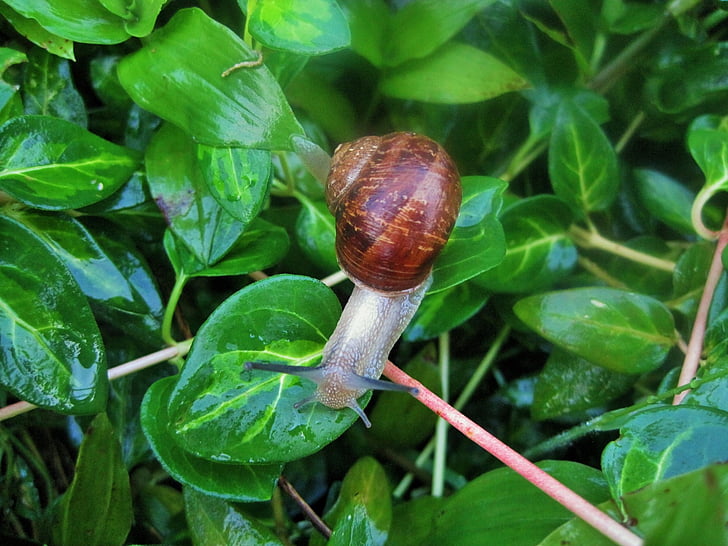 snail, garden, common, shell, brown, foliage