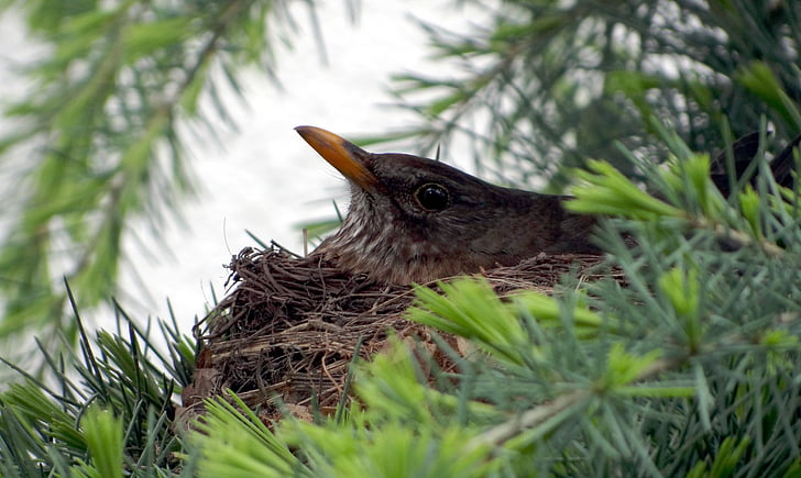 Blackbird, làm tổ, giống chó, tổ chim, Blackbird nest, con chim, mùa xuân