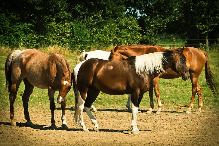 馬, 動物, 自然, 乗る, 穏やかな, 風景, 安定した馬