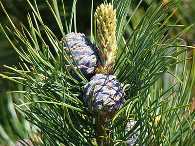 cones, spruce, sprig, nature, needles, spruce cones, green
