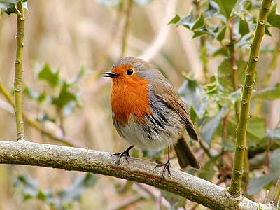 Robin, ptak, dzikich zwierząt, dziki, Songbird, Natura, na zewnątrz