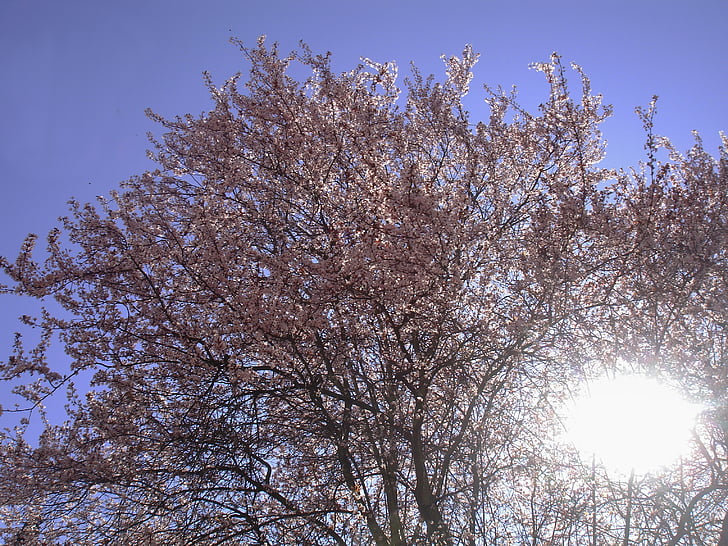magnolie strom, jaro, slunce, probuzení