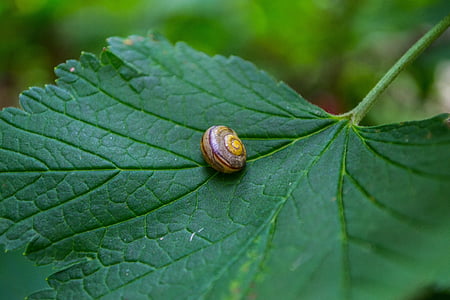 leaf, snail, close, shell