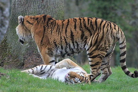 Tigres, tigre femenina, animals, zoològic, animal, vida silvestre, natura