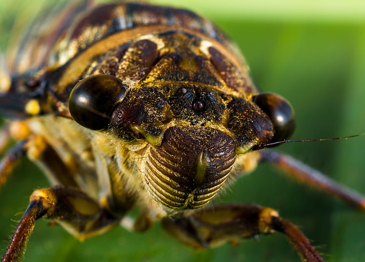 close-up, insect, macro, nature, animal, wildlife
