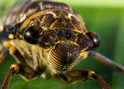 Close-up, insectos, macro, naturaleza, animal, flora y fauna