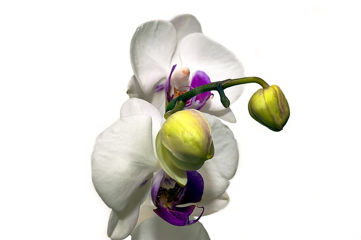 orquídia, flor, flor, flor, exòtiques, orquídies tropicals, planta