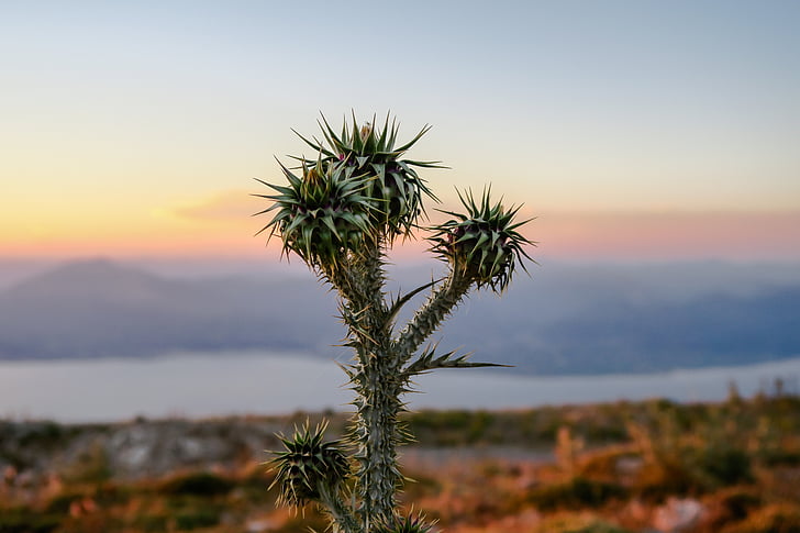 cactus, flora, macro, montaña, naturaleza, cielo, salida del sol