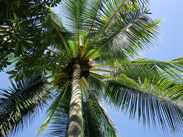 dlaně, obloha, Tropical, Thajsko