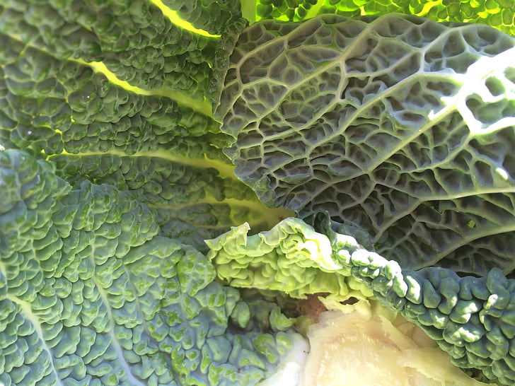 stengel, Kale, grønn