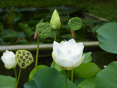 Водяная лилия, водные растения, Кубышка (растение), цветок
