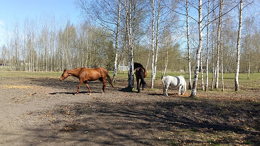 horse, horses, equine, nature, mare, pasture, meadow