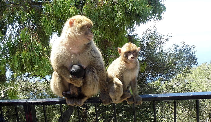 apina, Gibraltar, eläinten, Luonto, kädellisten, nuori, äiti