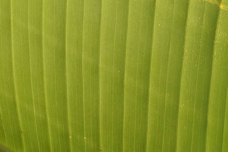 achtergrond, structuur, groen, bananenblad, natuur, patroon, plant