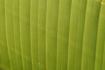 Fondo, estructura, verde, hoja de plátano, naturaleza, patrón de, planta