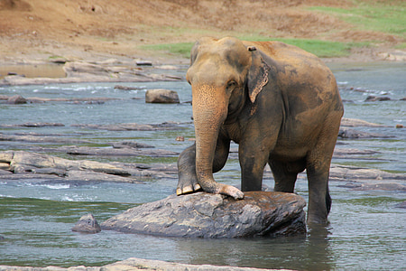 elefante, animal, água, paquiderme, narigudo, retrato animal, Sri lanka