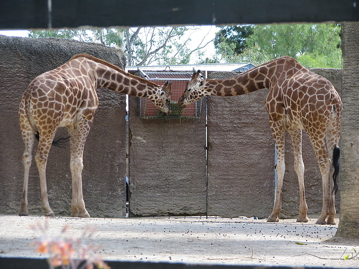 Żyrafa, ogród zoologiczny, jeść